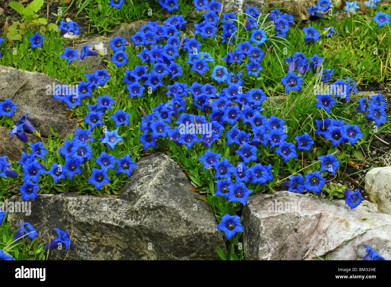 Blue gentian spring flowers Gentiana acaulis Stock Photo Alamy