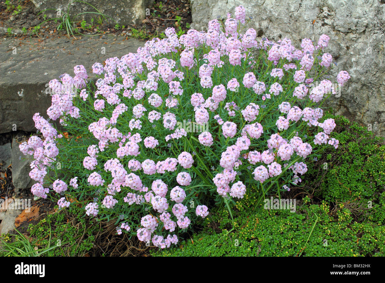 Stone cress pink flowers blooming Aethionema grandiflorum Stock Photo