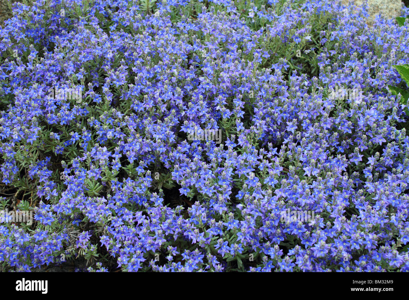 Speedwell blue spring flowers Veronica cinerea Stock Photo