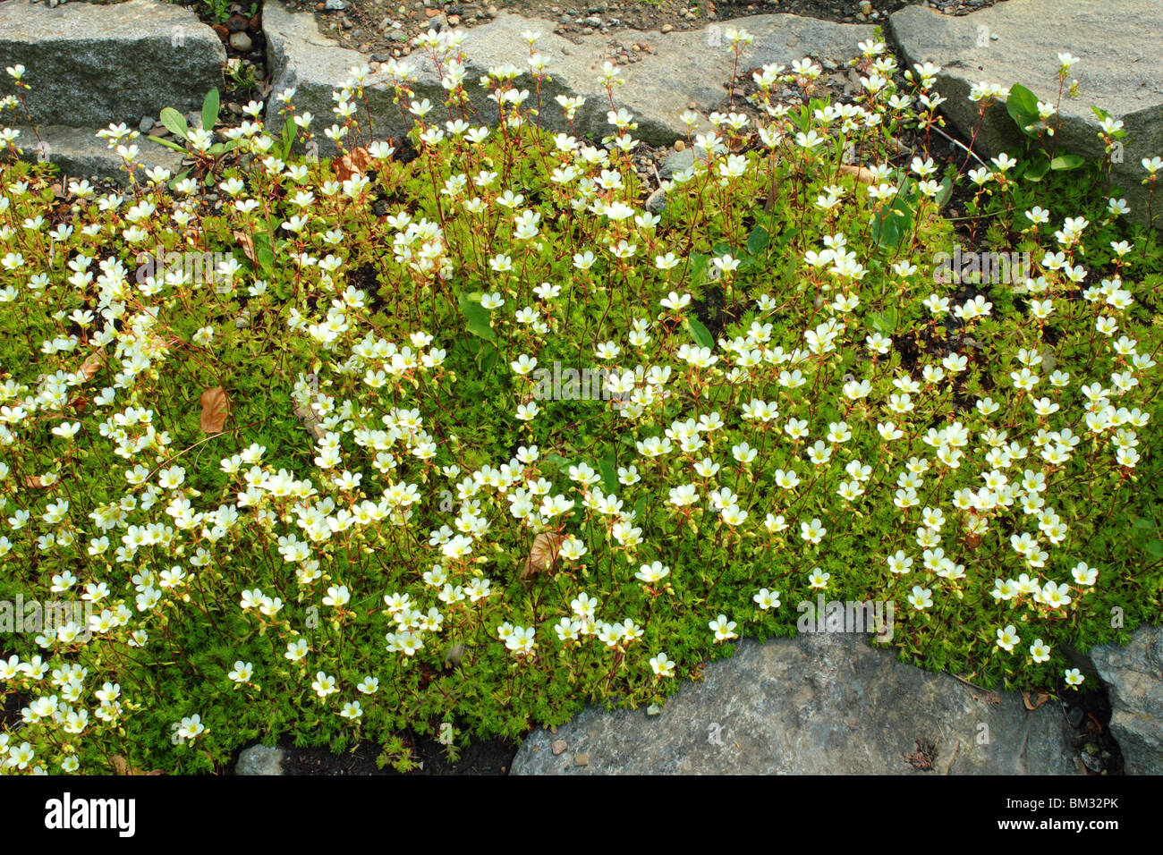 Mossy saxifrage white spring flowers Saxifraga trifurcata Stock Photo