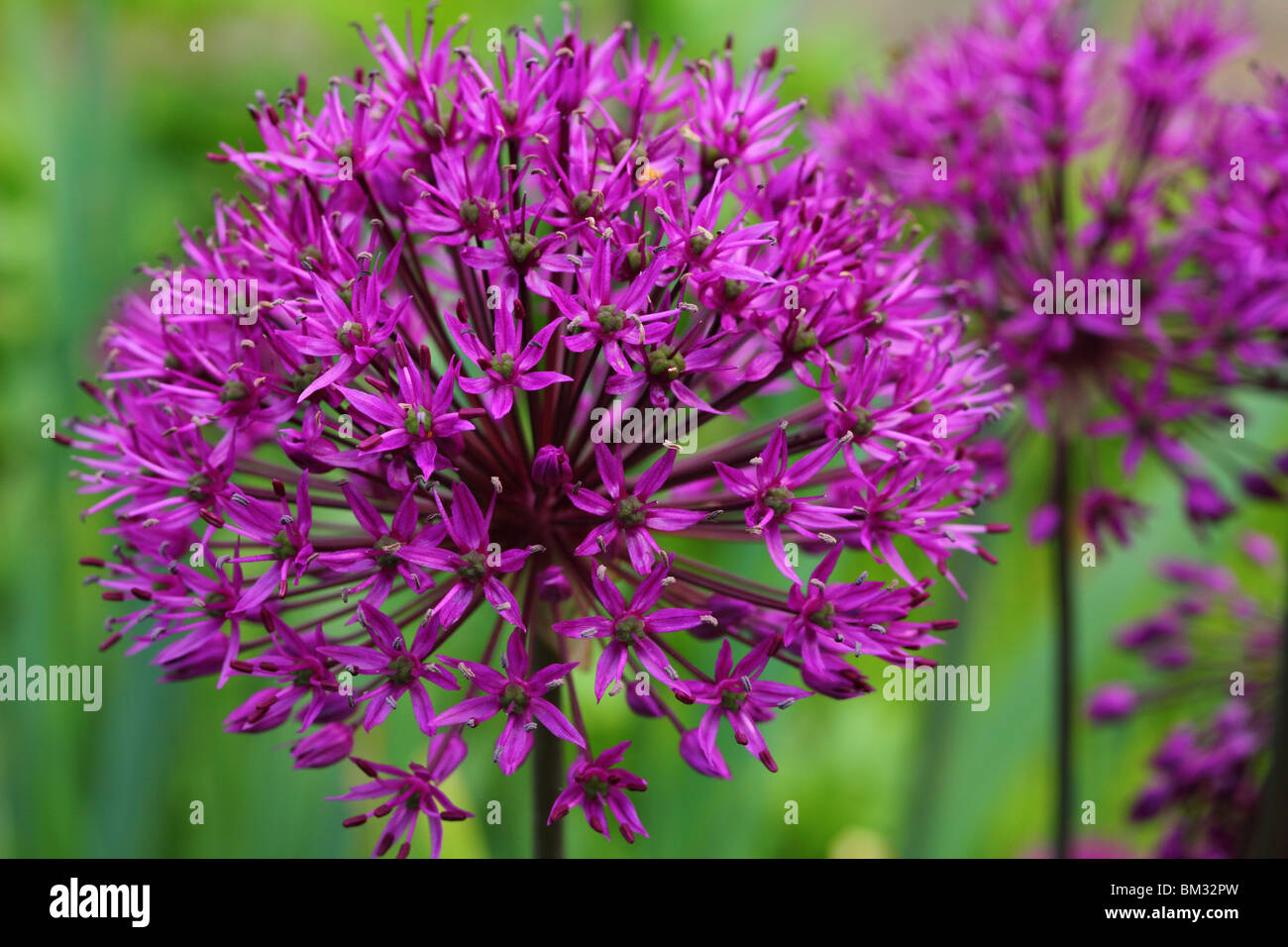 Allium cyaneum purple flowers close up Stock Photo