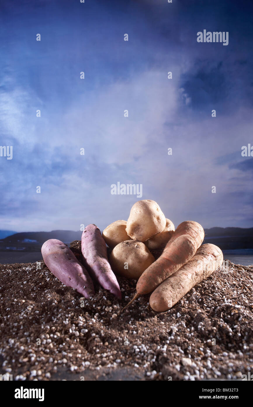 Potatoes, Sweet Potatoes and Carrots on Ground Stock Photo Alamy