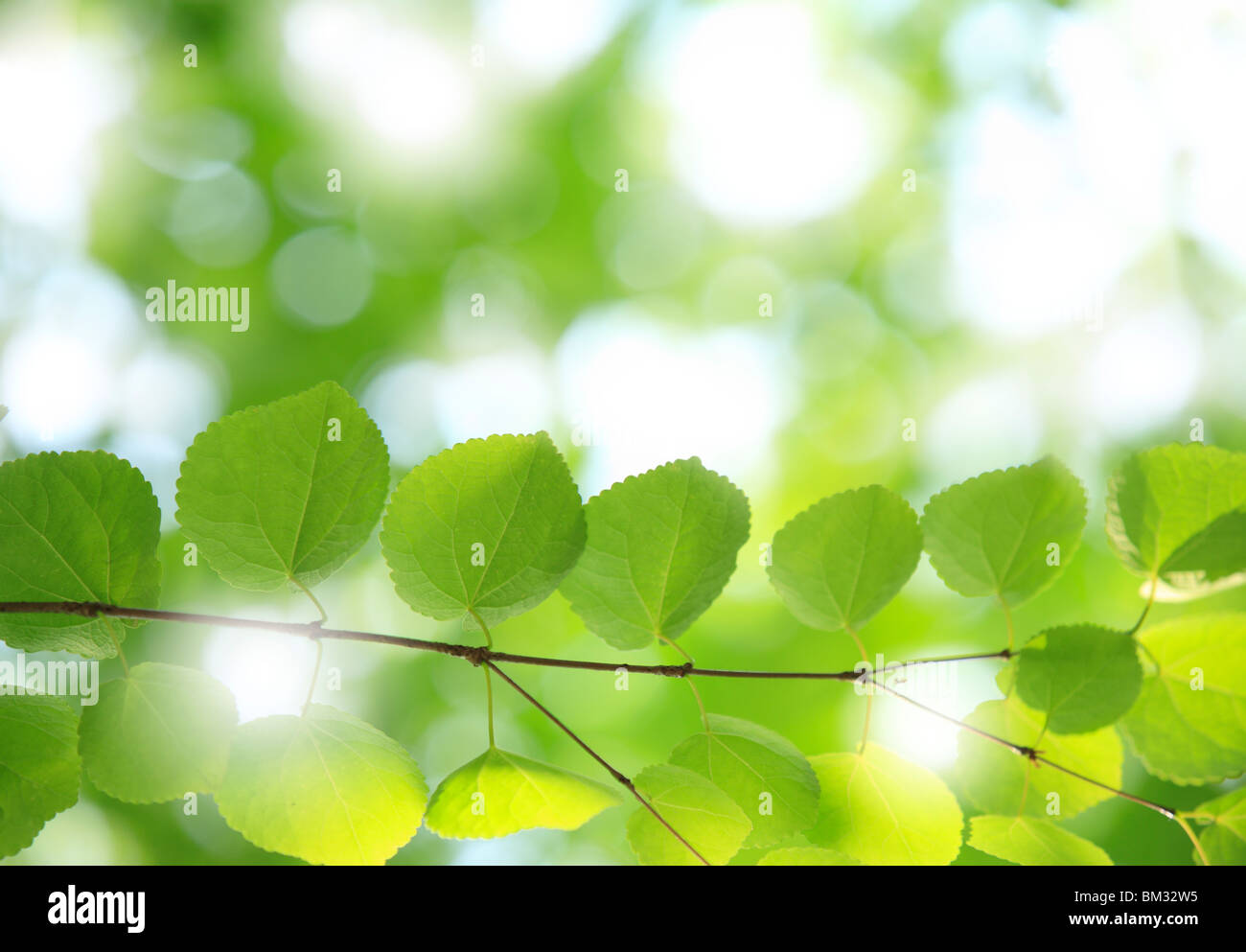 Green Leaves Stock Photo