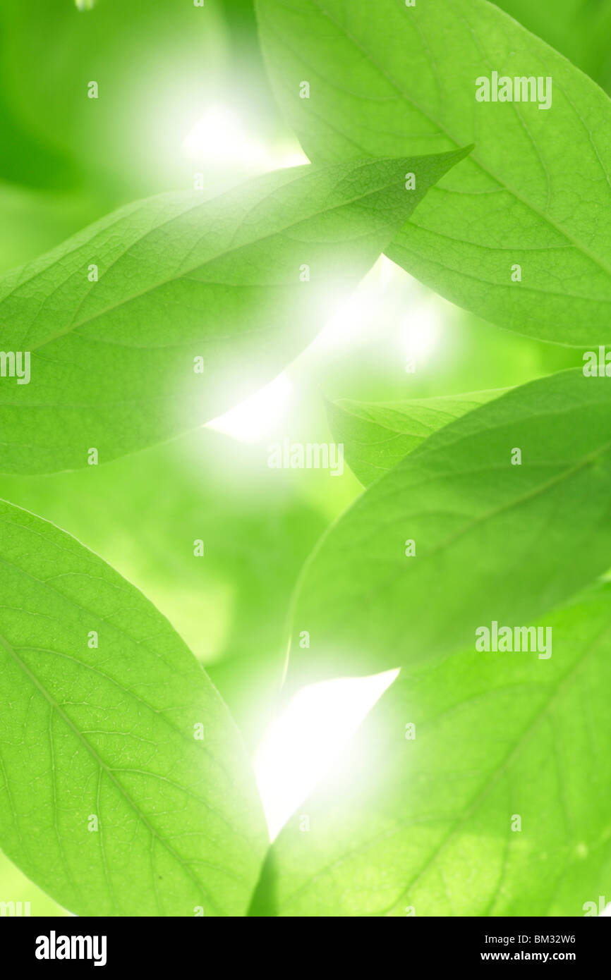 Green Leaves Stock Photo