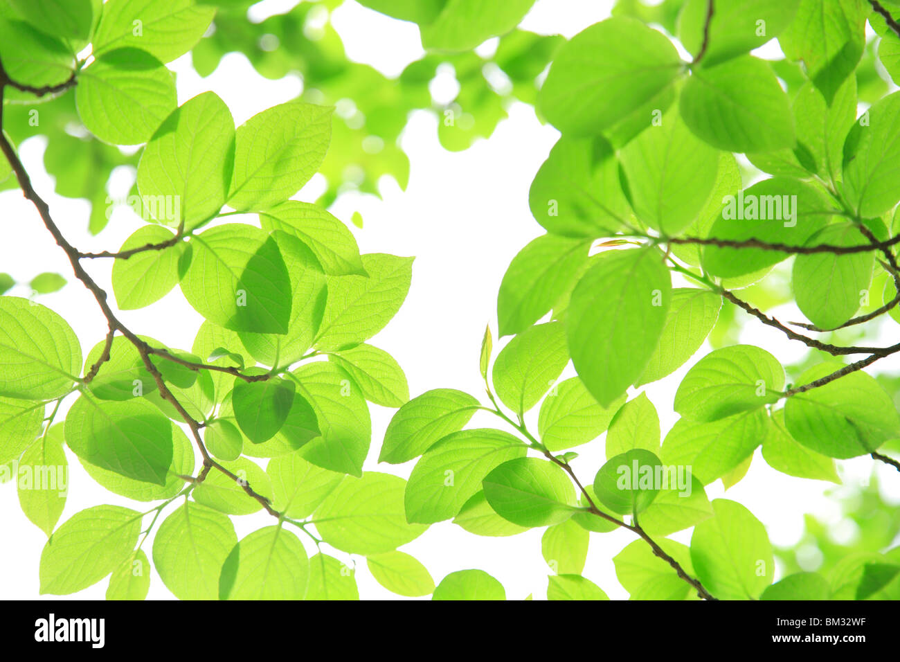 Green Leaves Stock Photo