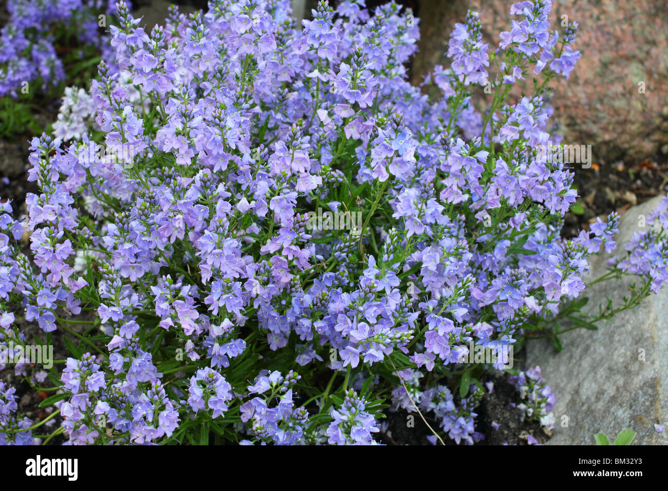 Speedwell blue spring flowers Veronica prostrata Stock Photo