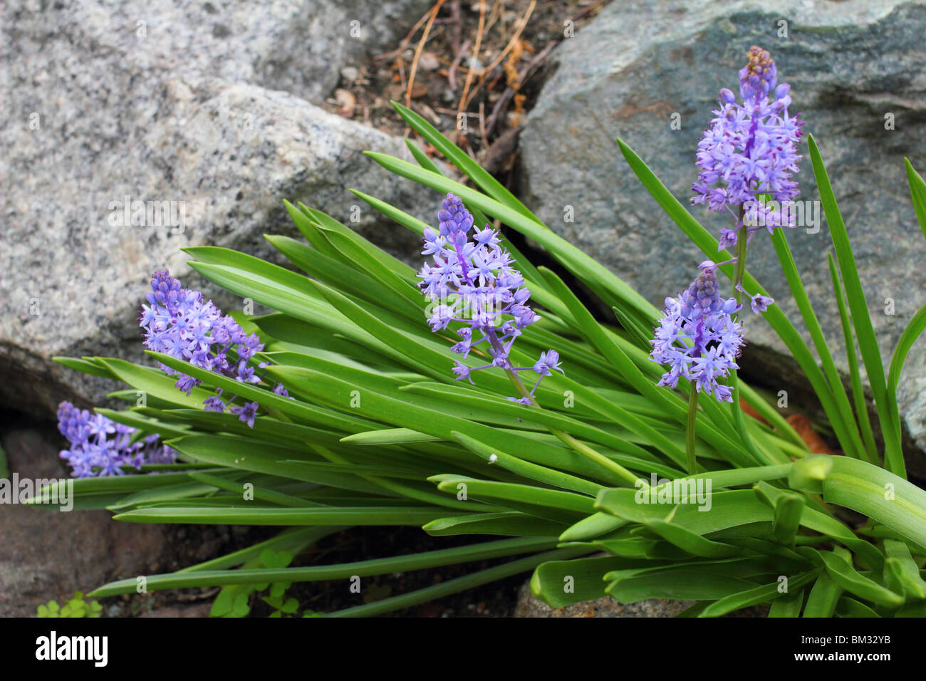 Italian bluebell Hyacinthoides italica Stock Photo