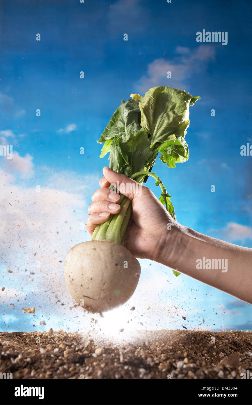 Hand pulling turnip from dirt Stock Photo