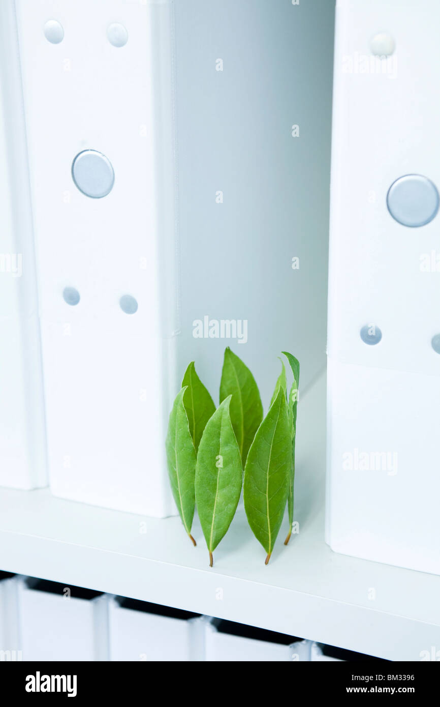 Bay leaves on shelf surrounded by folders Stock Photo Alamy