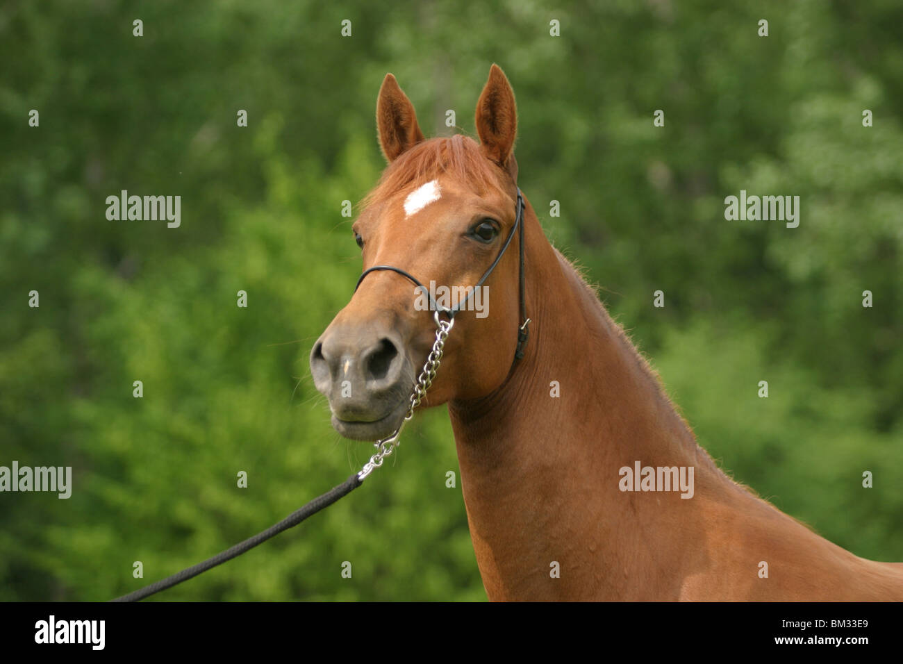 Morgan Horse Portrait Stock Photo