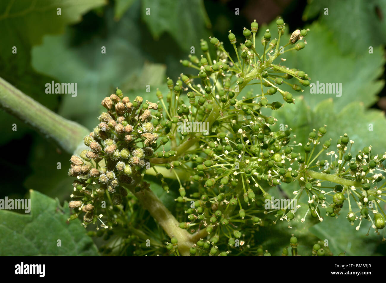 Downy mildew damage to young grapes (cluster on left Stock Photo Alamy