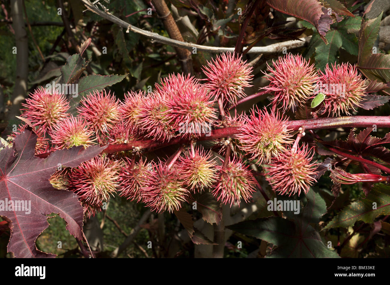 Caster oil plant seed heads Ricinus Stock Photo