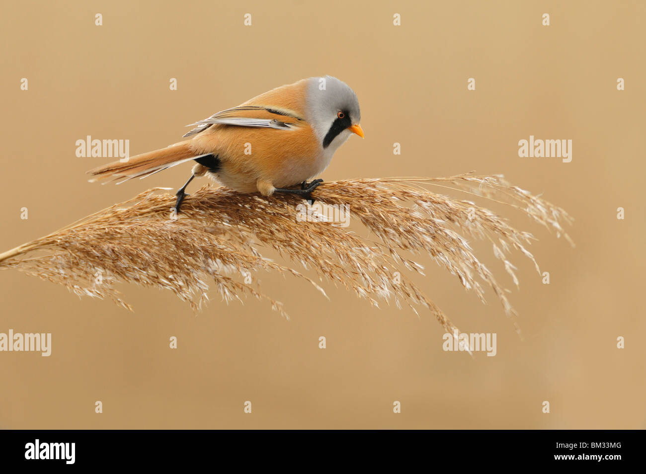 Bearded Tit, Bearded Reedling (Panurus biarmicus). Male on a reed head ...