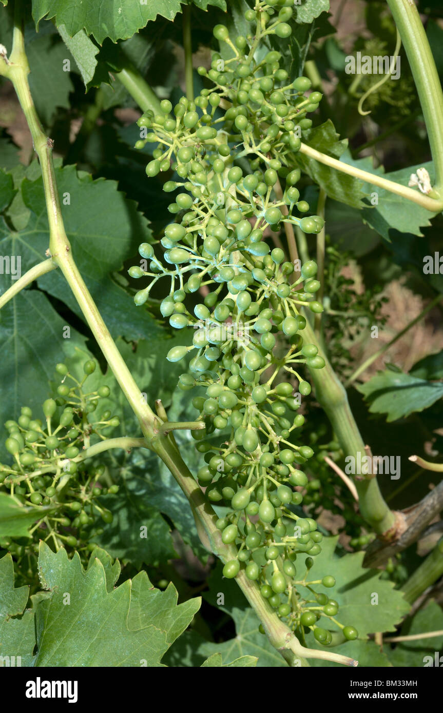 A dusting of copper sulphate pentahydrate fungicide CuSO4 on young