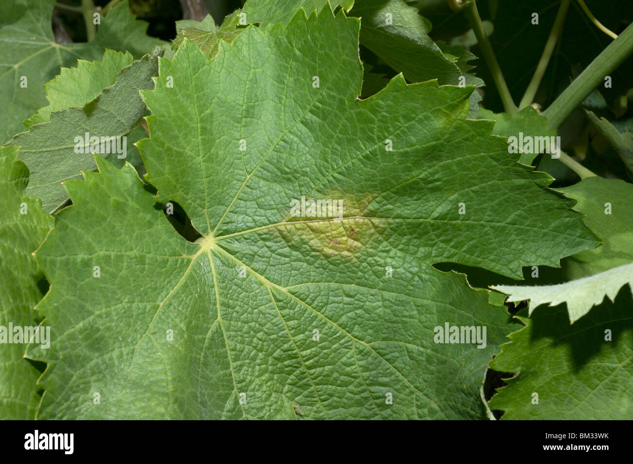 Discolored spot on the top side of a grape vine leaf; the early stage of downy mildew Stock Photo