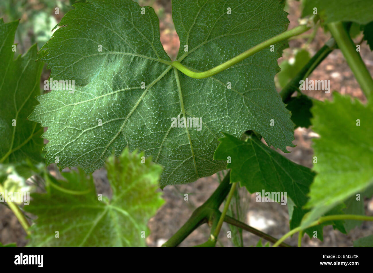 The white filaments of downy mildew on the underside of a grape vine leaf Stock Photo