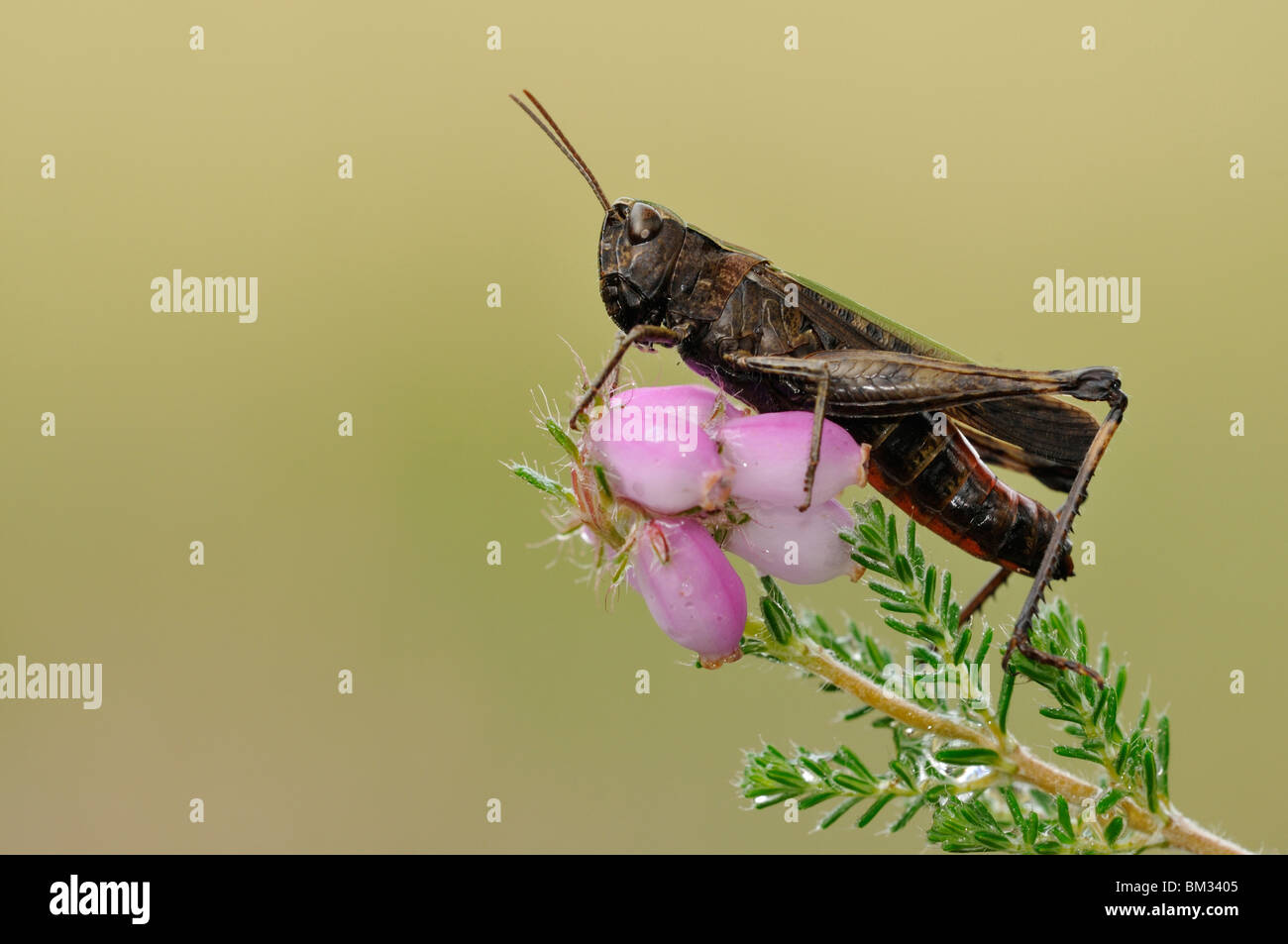 Woodland Grasshopper (Omocestus rufipes) on the flowers of Bell Heather, Netherlands. Stock Photo