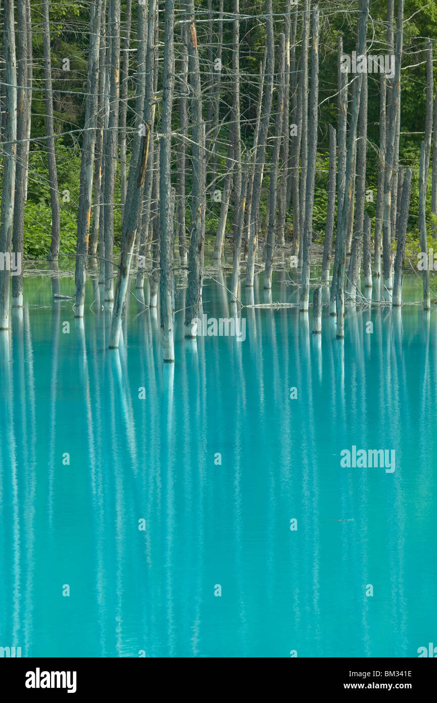 Tree trunks in blue pond, Biei town, Hokkaido prefecture, Japan Stock Photo