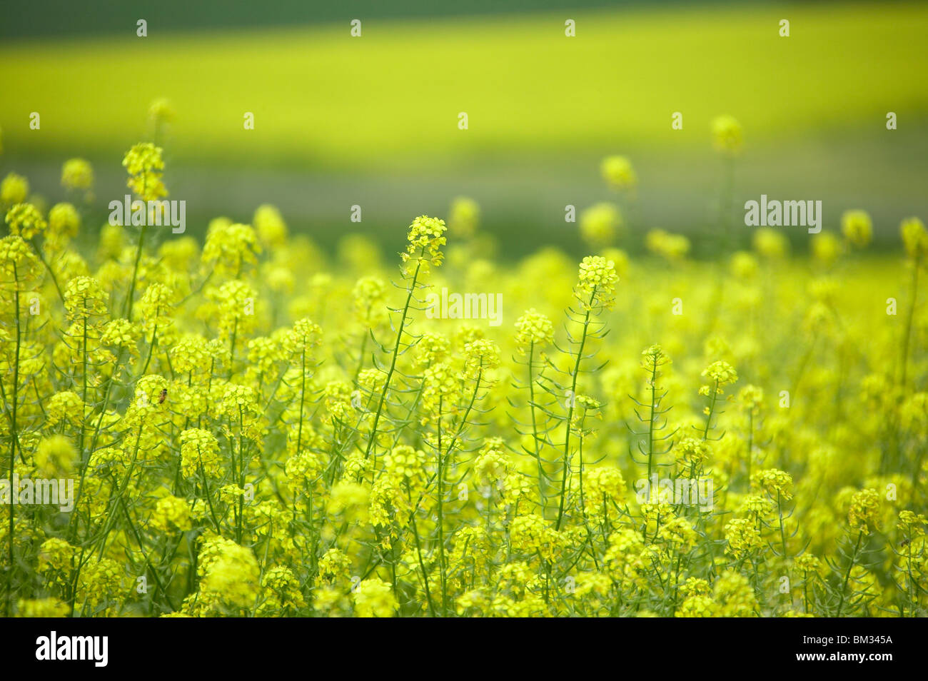 Download Yellow Mustard High Resolution Stock Photography And Images Alamy PSD Mockup Templates