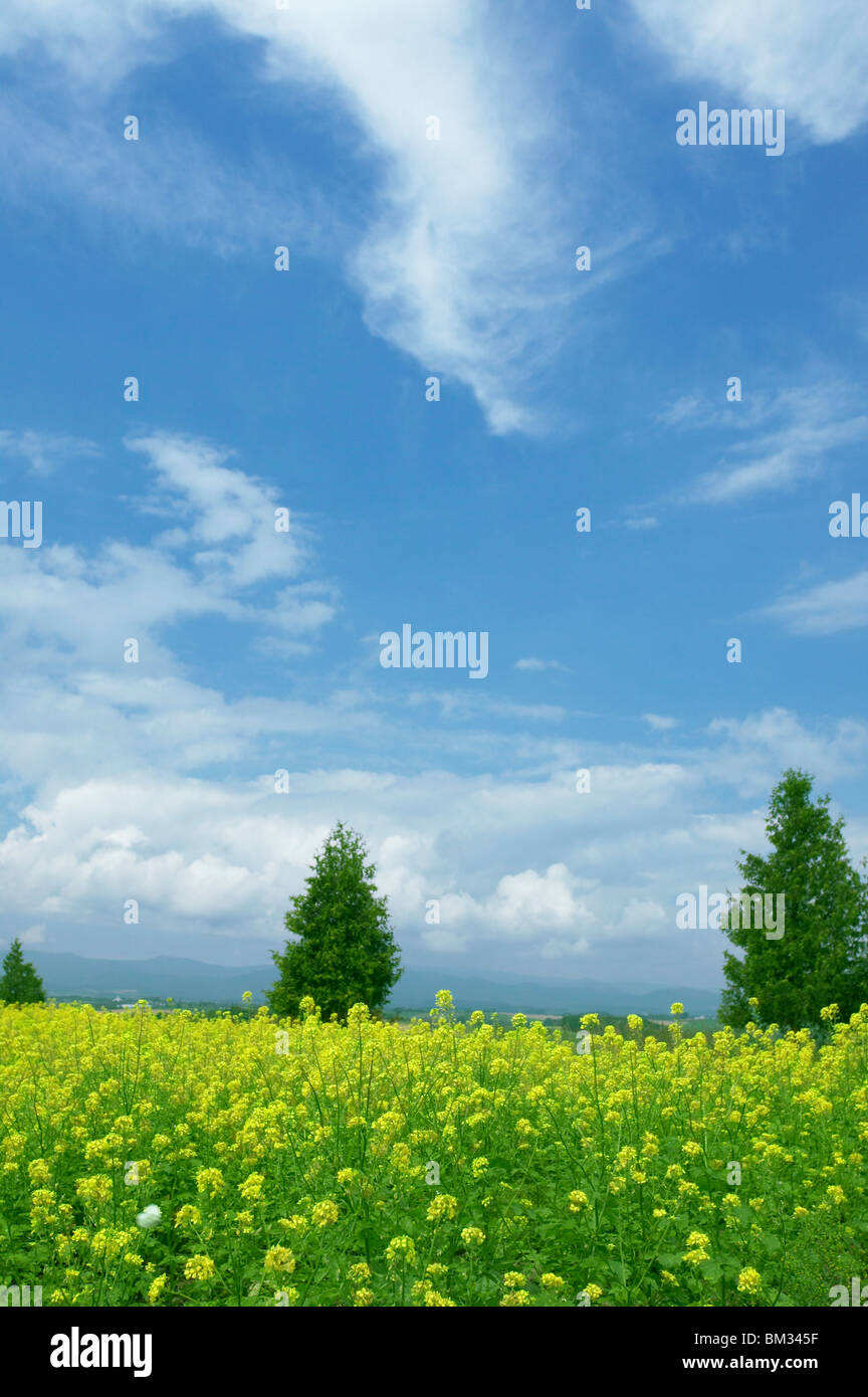 Sky over mustard field, Biei town, Hokkaido prefecture, Japan Stock Photo