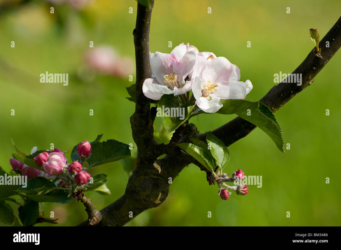 Orleans Reinette apple blooming in the spring in an orchard. Stock Photo