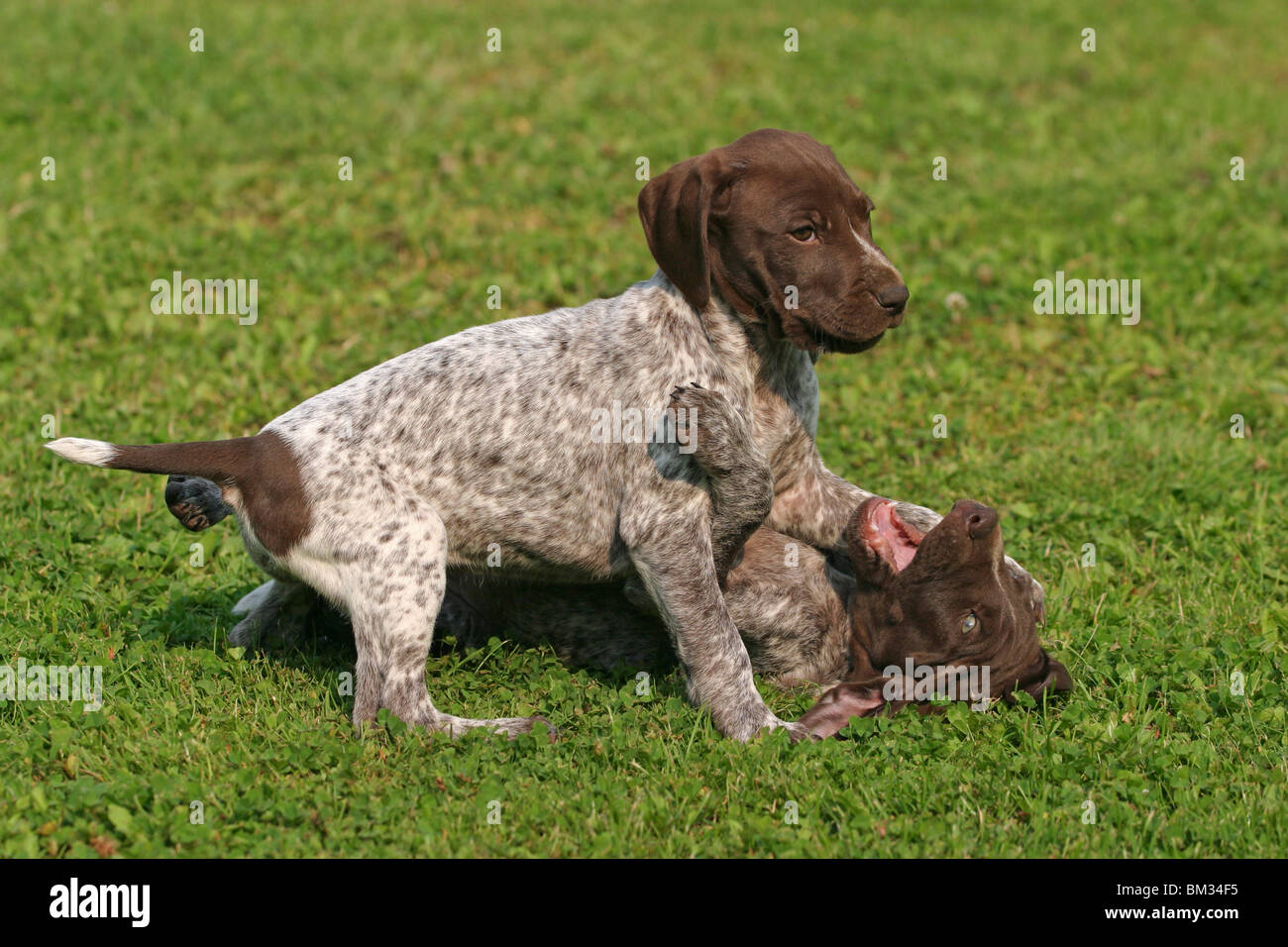 Deutsch Kurzhaar Welpen/ German Shorthaired Pointer Puppies Stock Photo