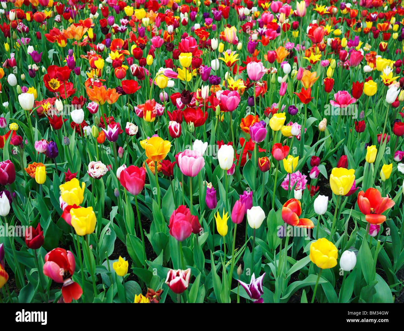 Mixed Tulip Flowers Stock Photo Alamy