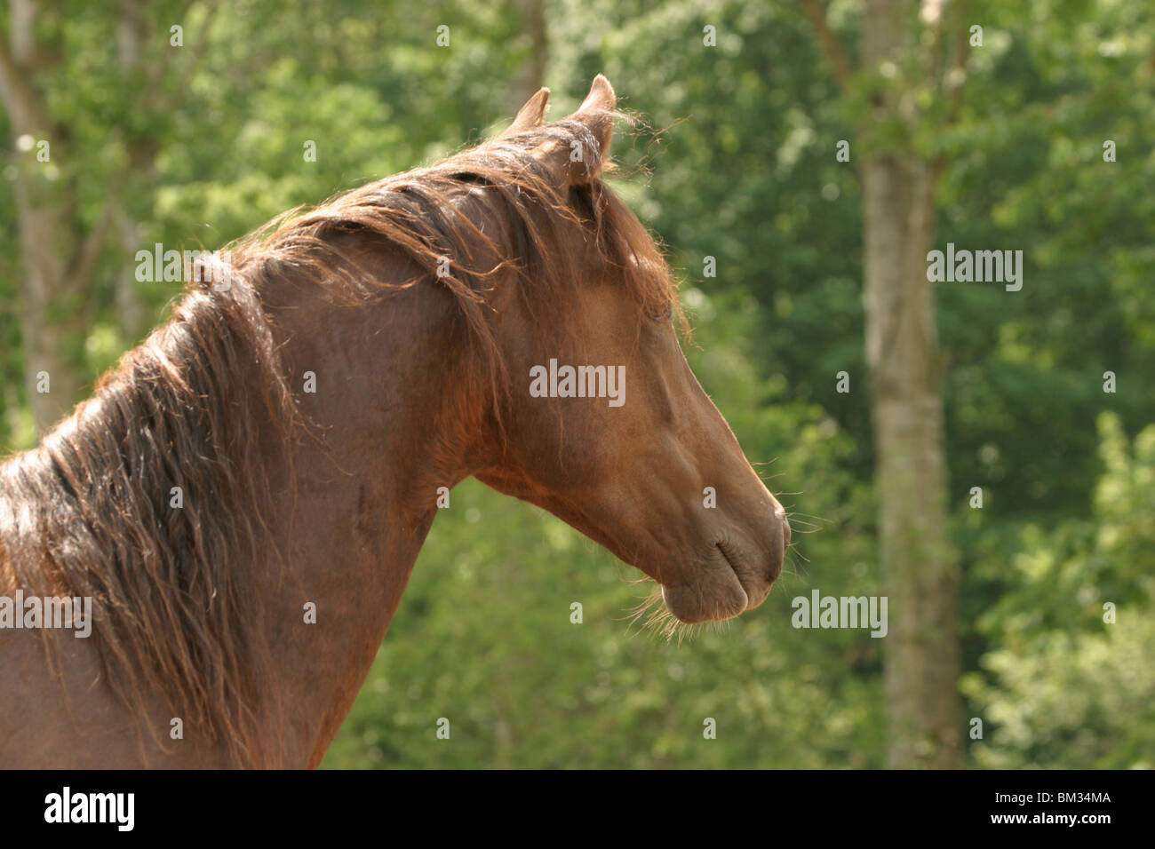 Morgan Cheval Morgan Horse Portrait Stock Photo - Alamy