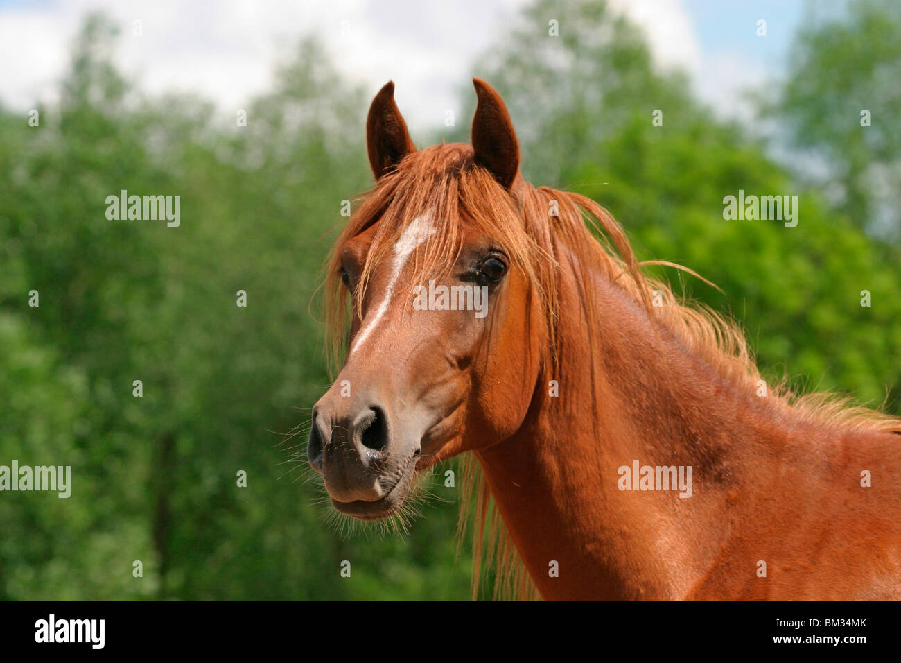 Araber Portrait / arabian horse youngster Stock Photo
