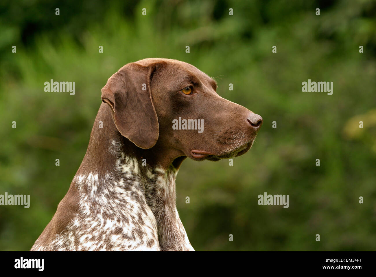 German shorthaired pointer best sale deutsch