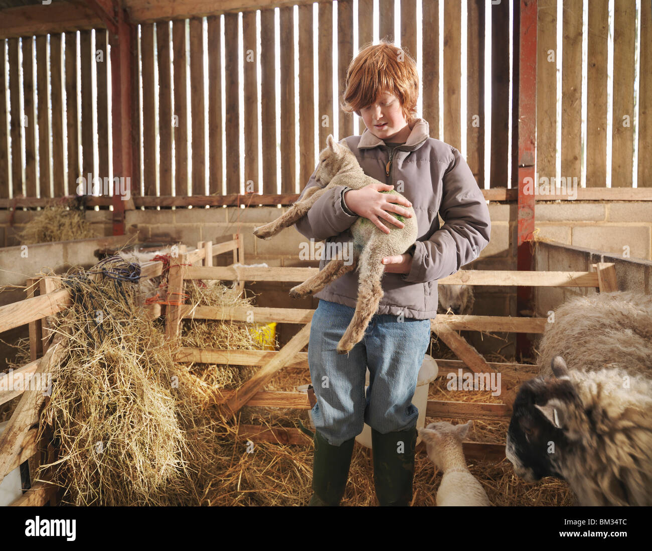 Young Boy Holding Lamb Stock Photo - Alamy