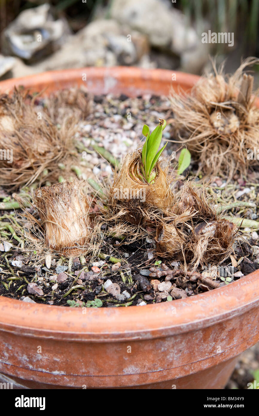 Agapanthus starting to sprout from a small terracotta pot Stock Photo