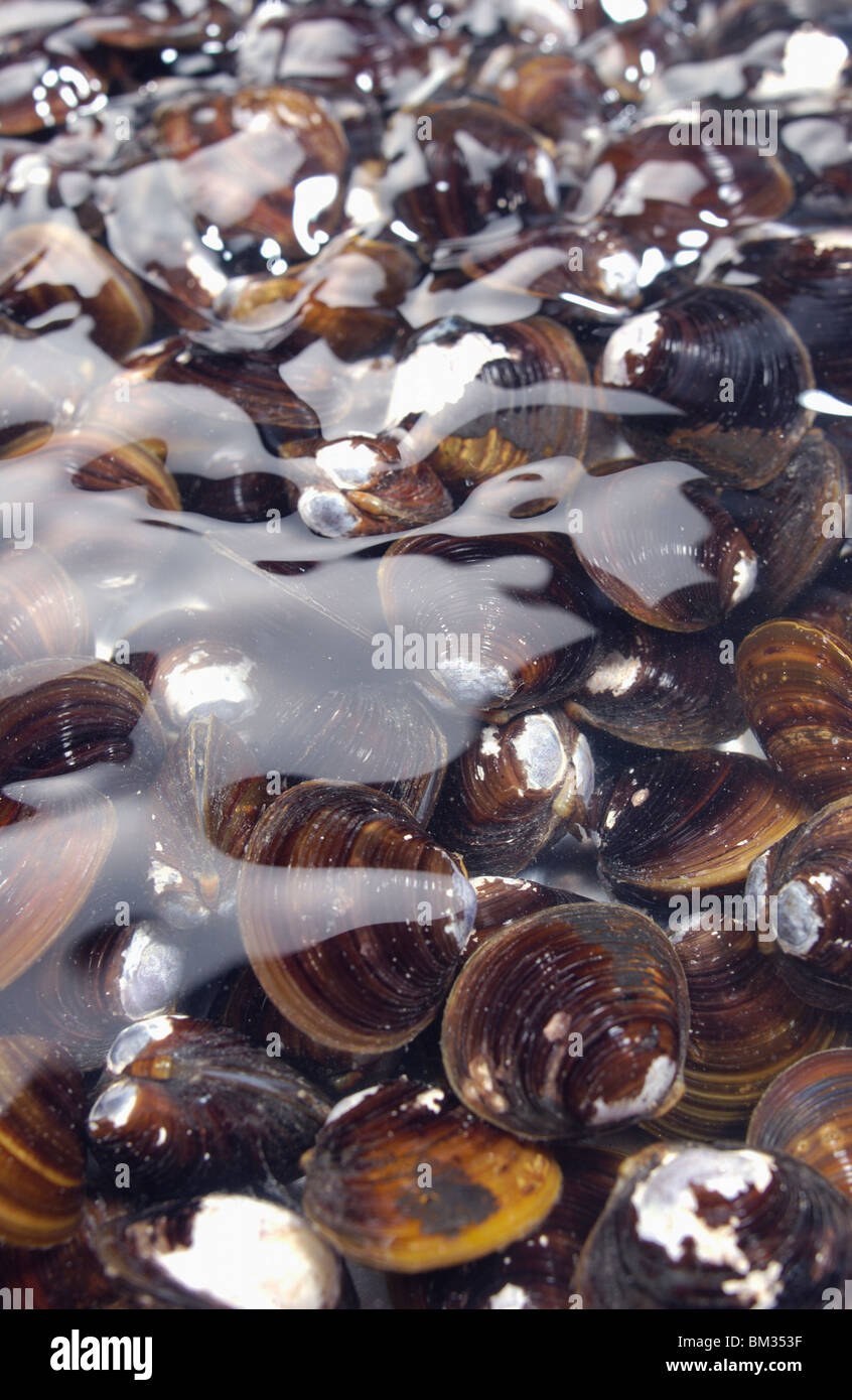 Corbicula clams Stock Photo