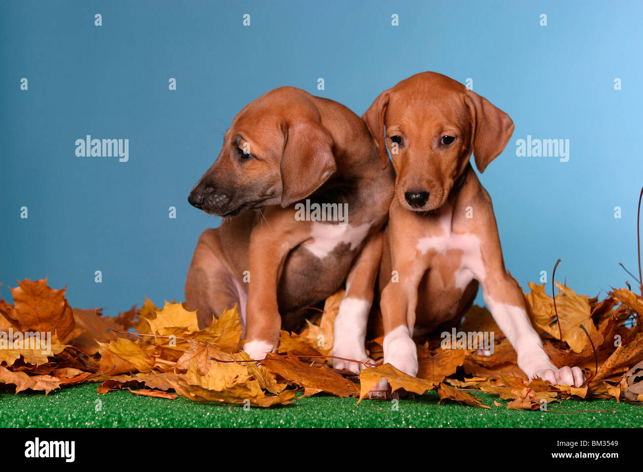 Azawakh Welpen / Azawakh puppies Stock Photo