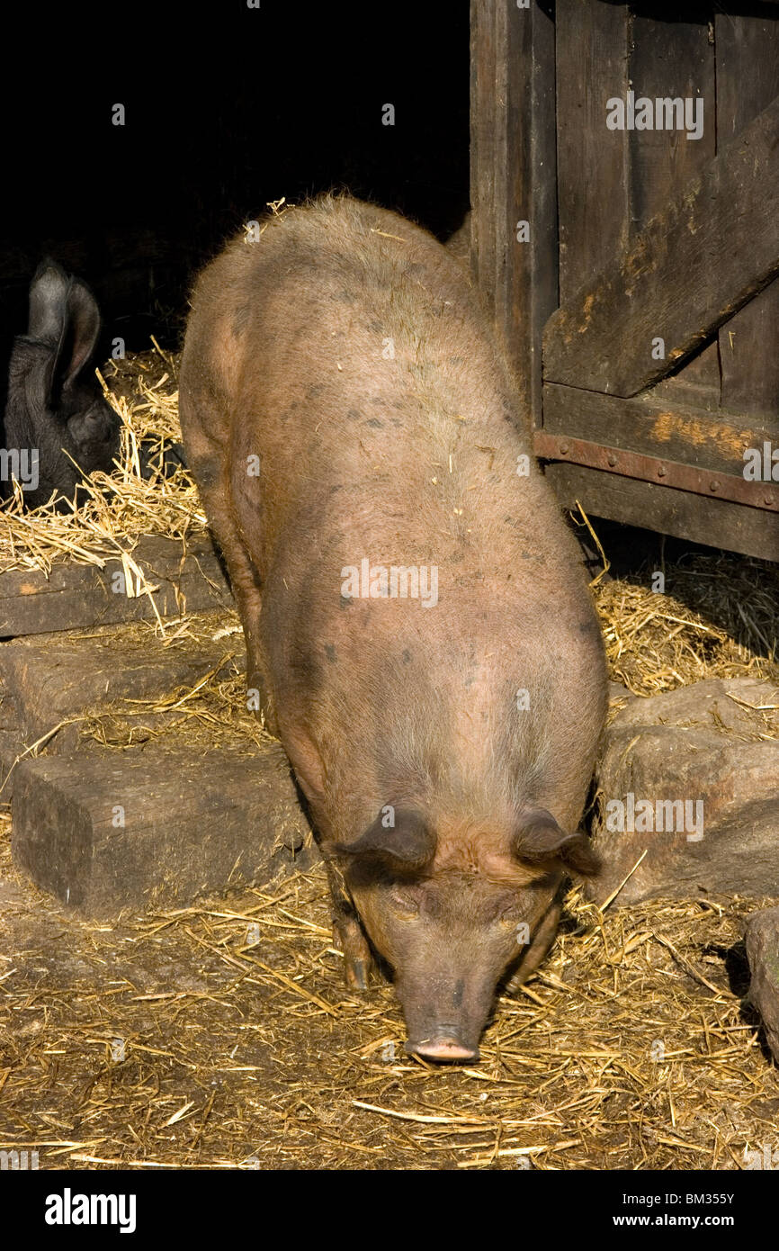 Brown pig in sty Stock Photo