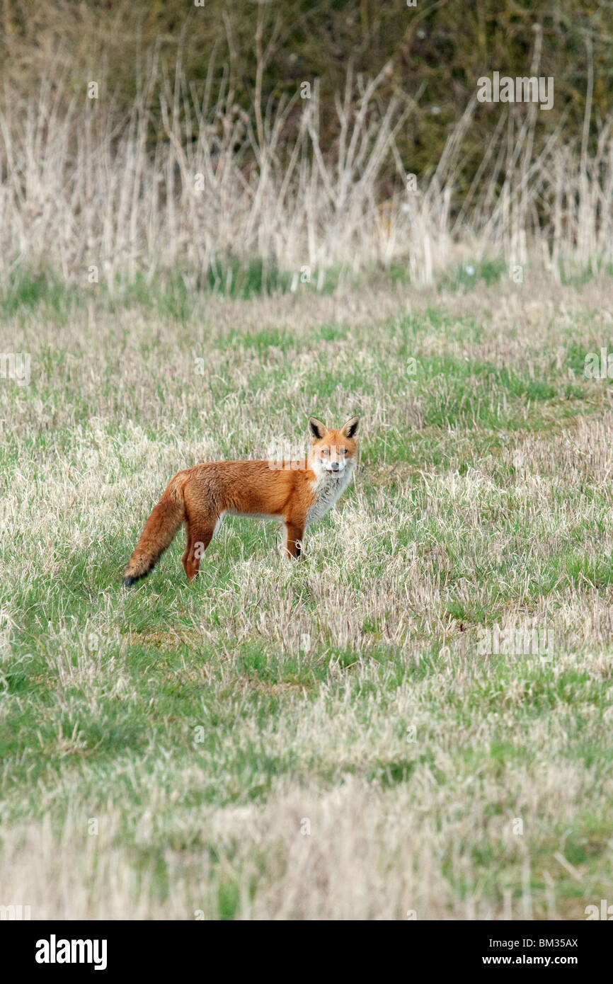 Red Fox in a field Stock Photo