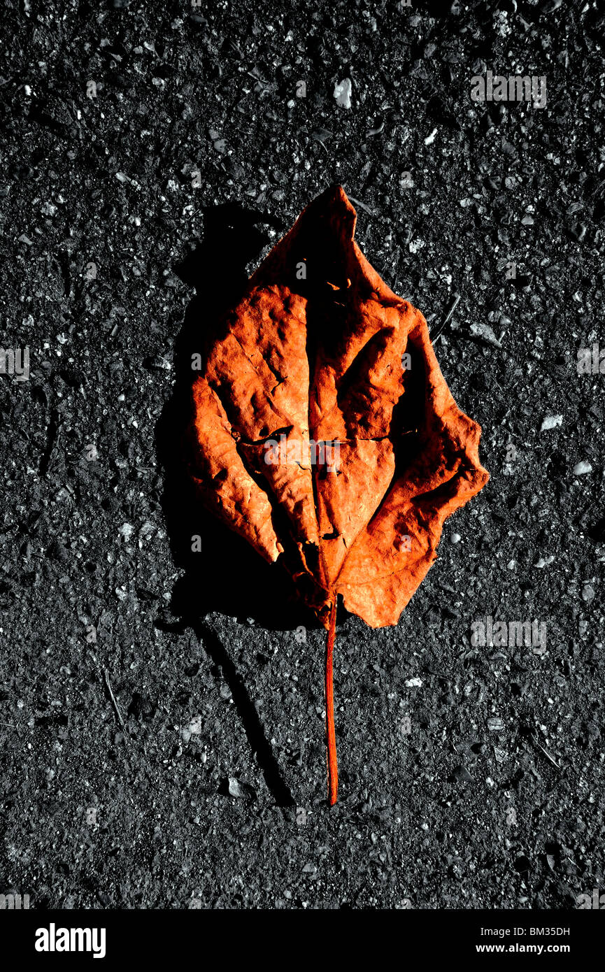 Single fallen leaf on asphalt Stock Photo - Alamy