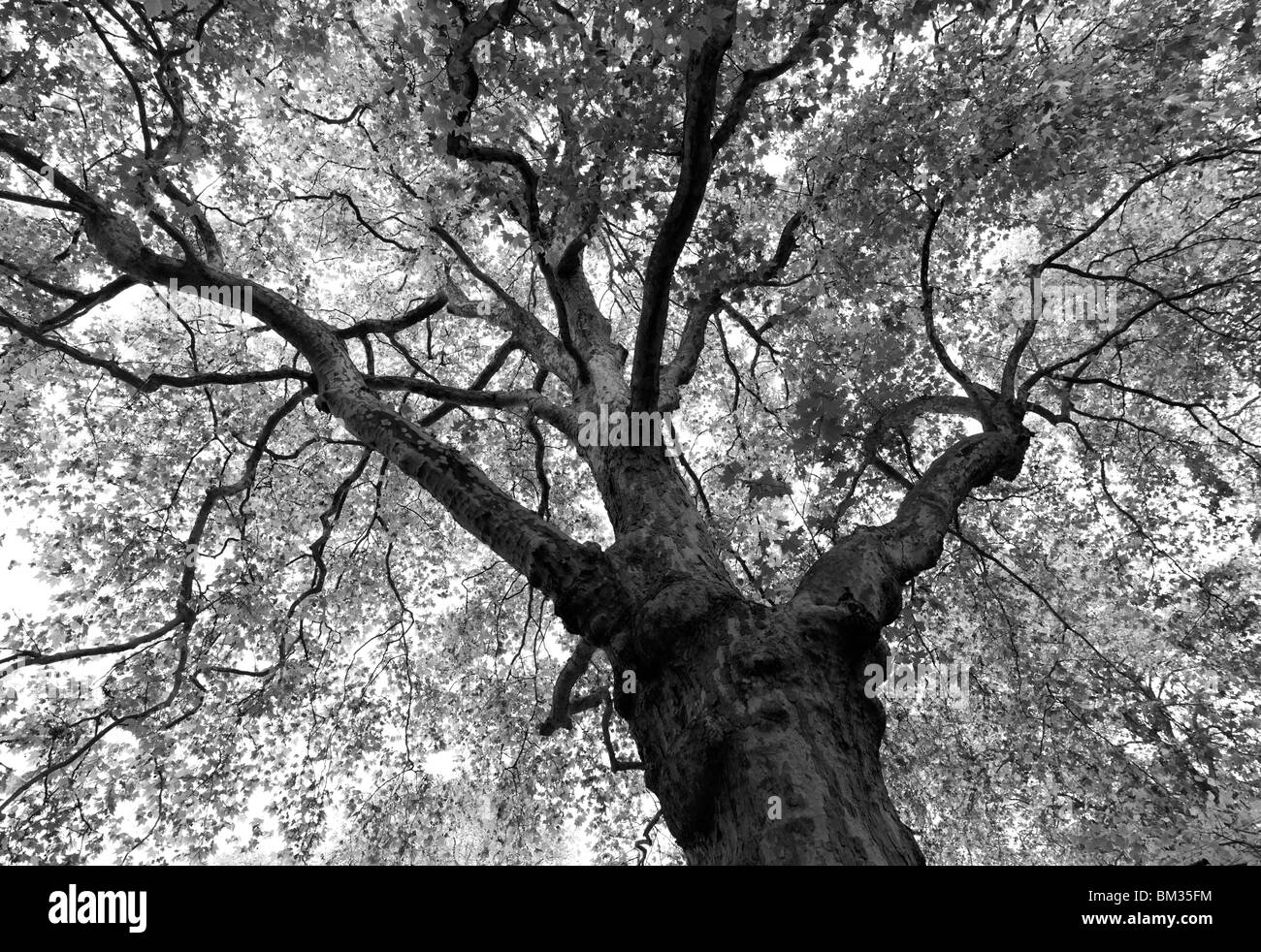 London Plane Tree, ( Shot On A Hasselblad H3DII-50, Producing A 140MB+ Tiff File If Required) Stock Photo