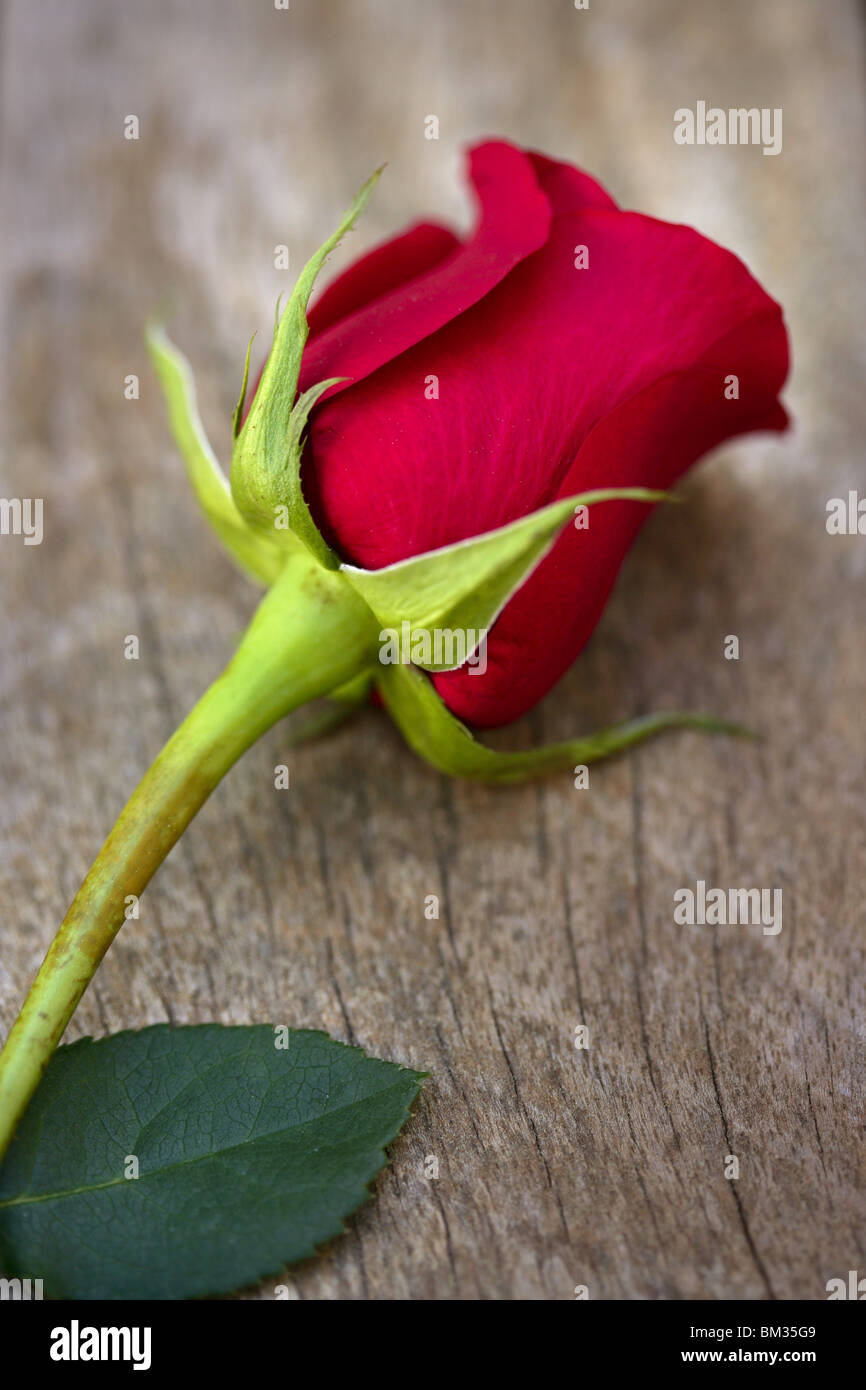 Red rose over old aged teak wood, romantic spring love metaphor Stock Photo  - Alamy