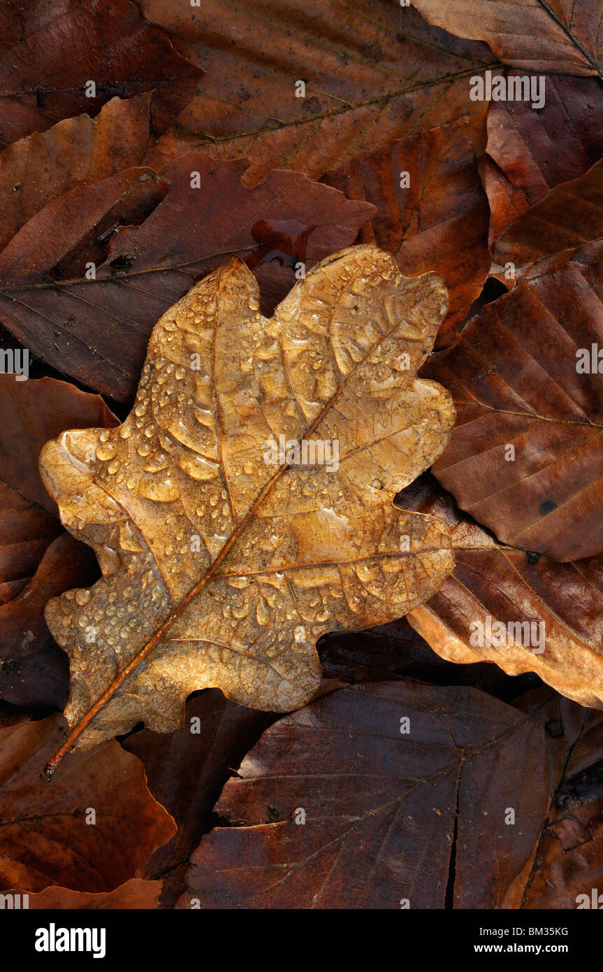 Rain droplets on autumnal oak leaf, Netherlands. Stock Photo
