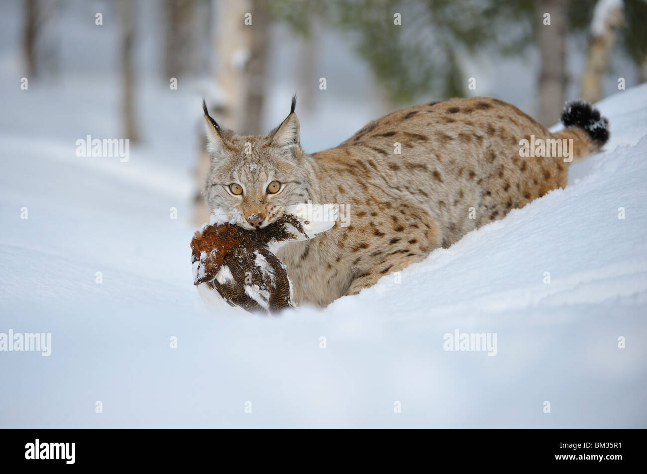 European Lynx (Felis lynx, Lynx lynx). Adult male with Ptarmigan in winter forest, Norway. Stock Photo