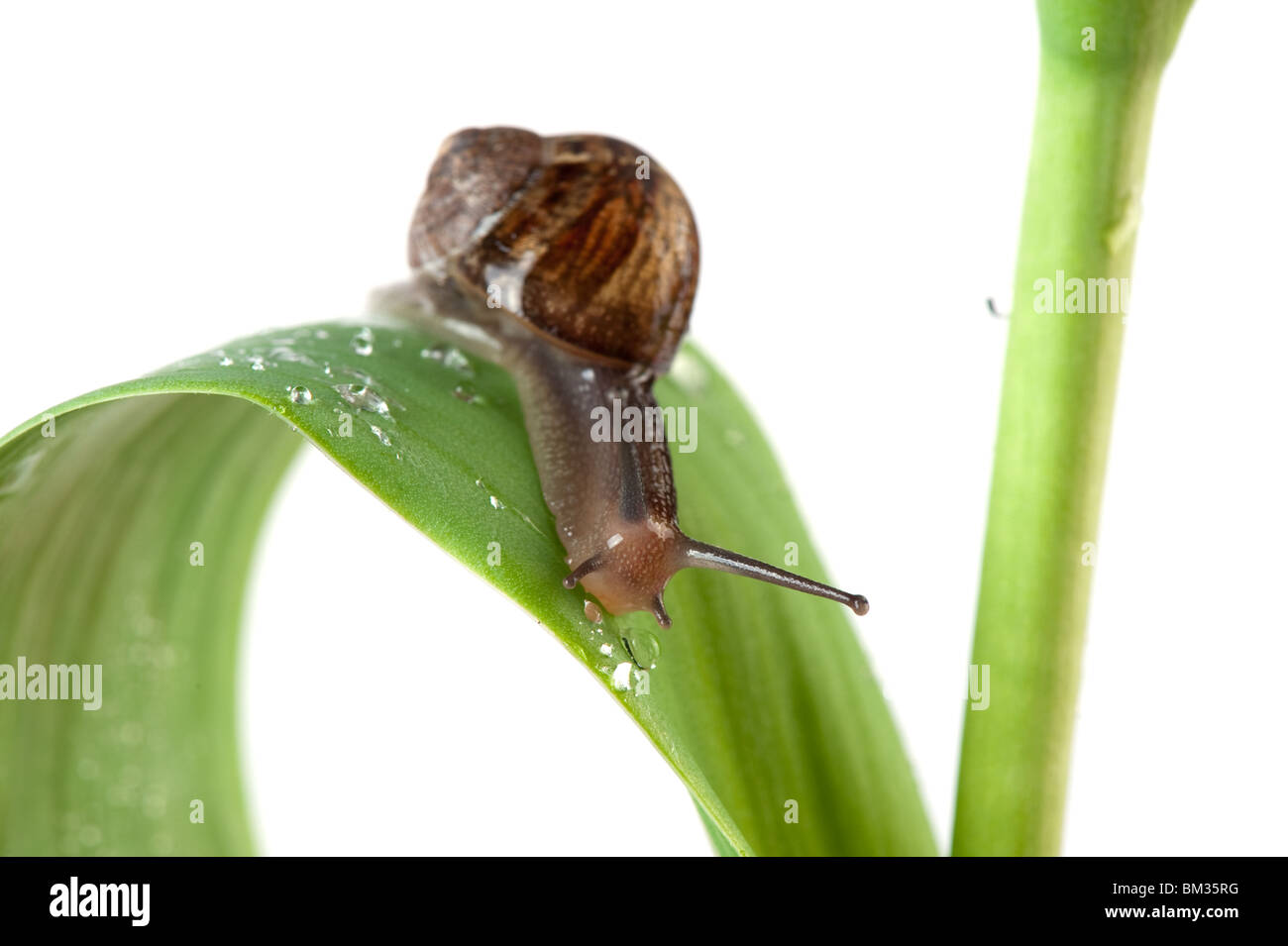 snail in the garden Stock Photo Alamy