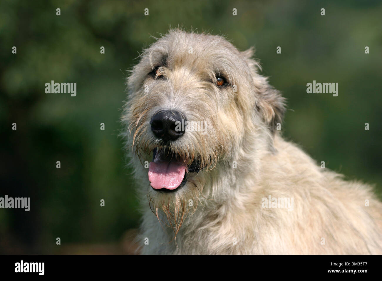 Irischer Wolfshund / Irish Wolfhound Portrait Stock Photo