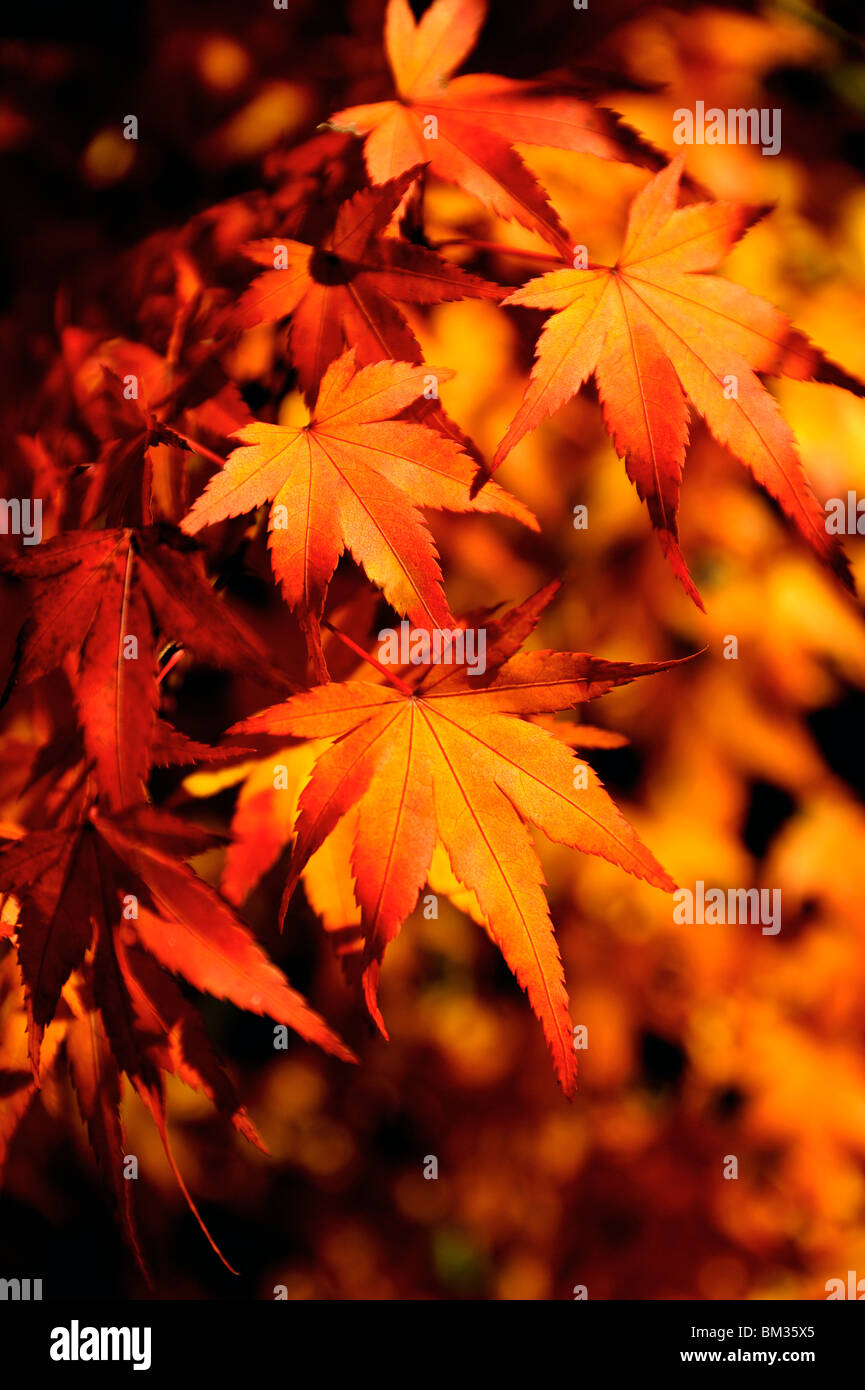Japanese maple leaves Stock Photo Alamy