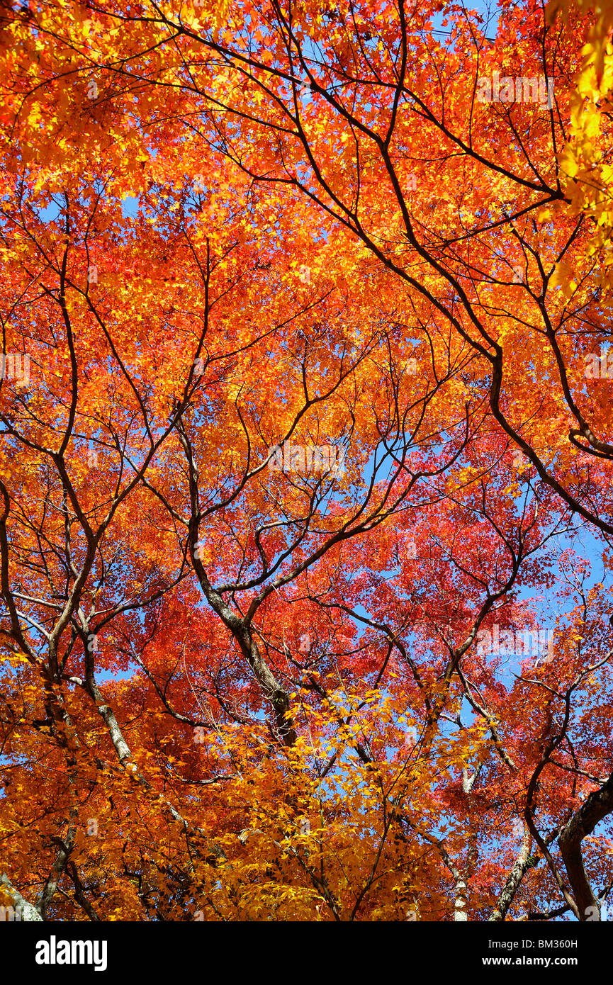 Trees, low angle view Stock Photo - Alamy