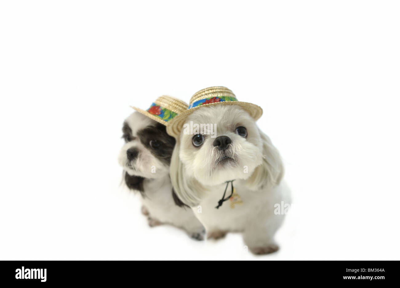 Two Shih Tzu Dogs Wearing Straw Hat Stock Photo