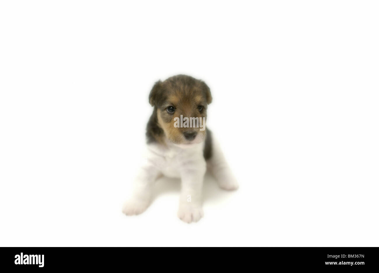 Fox Terrier Cut Out Stock Images Pictures Alamy