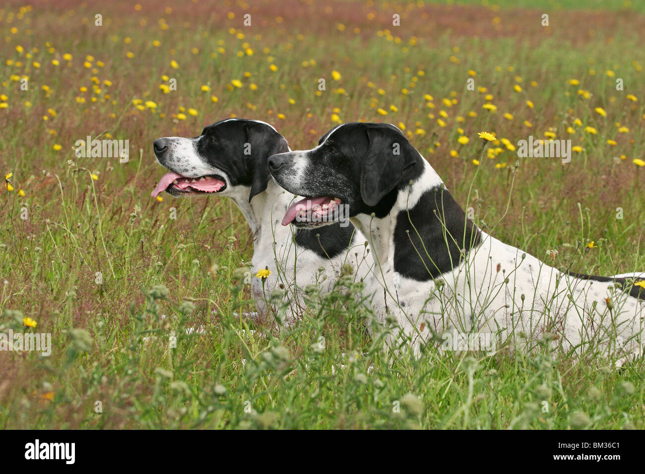 liegende / lying Pointer Stock Photo