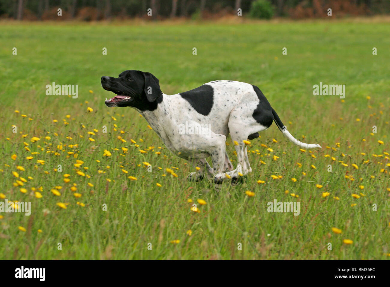 English pointer dog running in hi-res stock photography and images - Alamy