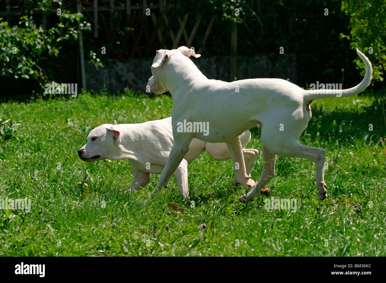 rennender Dogo Argentino / running Dogo Argentino Stock Photo